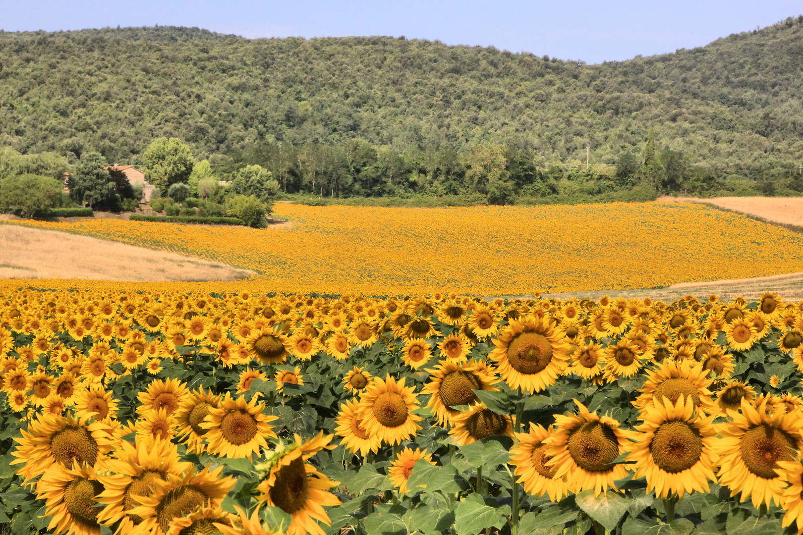 Tempo di girasoli