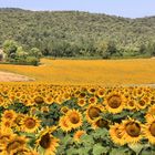 Tempo di girasoli