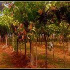 Tempo di vendemmia!...