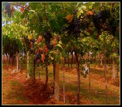 Tempo di vendemmia!...