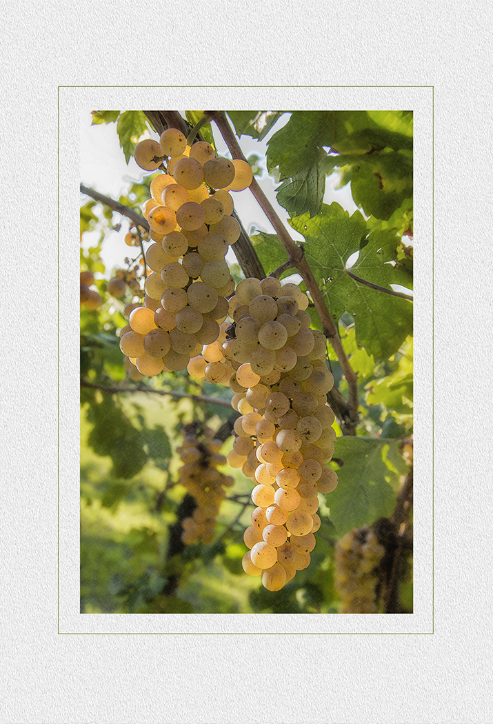 TEMPO DI VENDEMMIA