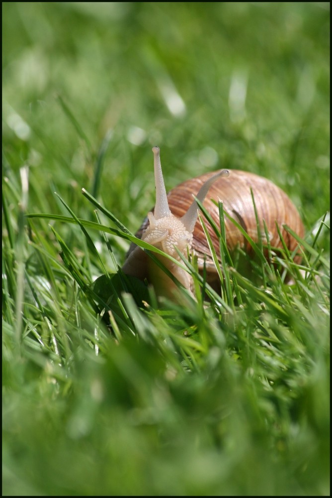 ...Tempo kleine Schnecke ;)