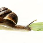 Tempo kleine Schnecke !!!