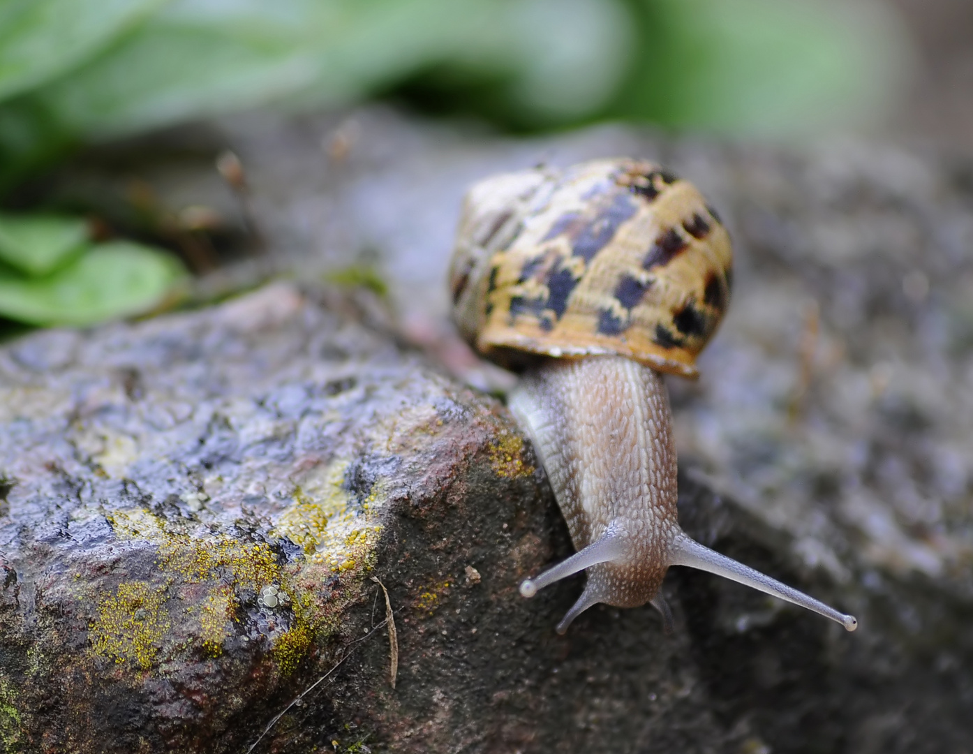 Tempo kleine Schnecke...