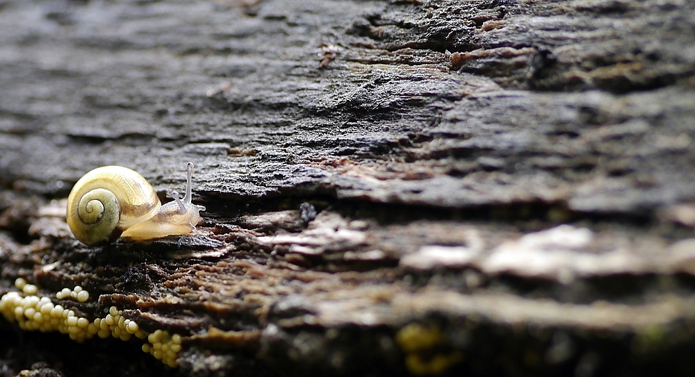 Tempo, kleine Schnecke.....................................