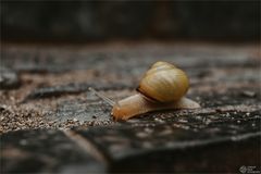 tempo, kleine schnecke...