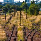 TEMPORÄRES GRASLAND (2005)