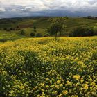 temporale in giallo (2)