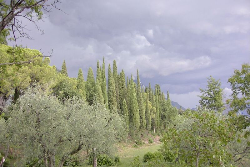 Temporale sui cipressi