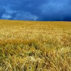 Temporale sul campo di grano