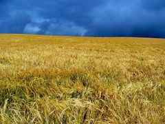 Temporale sul campo di grano