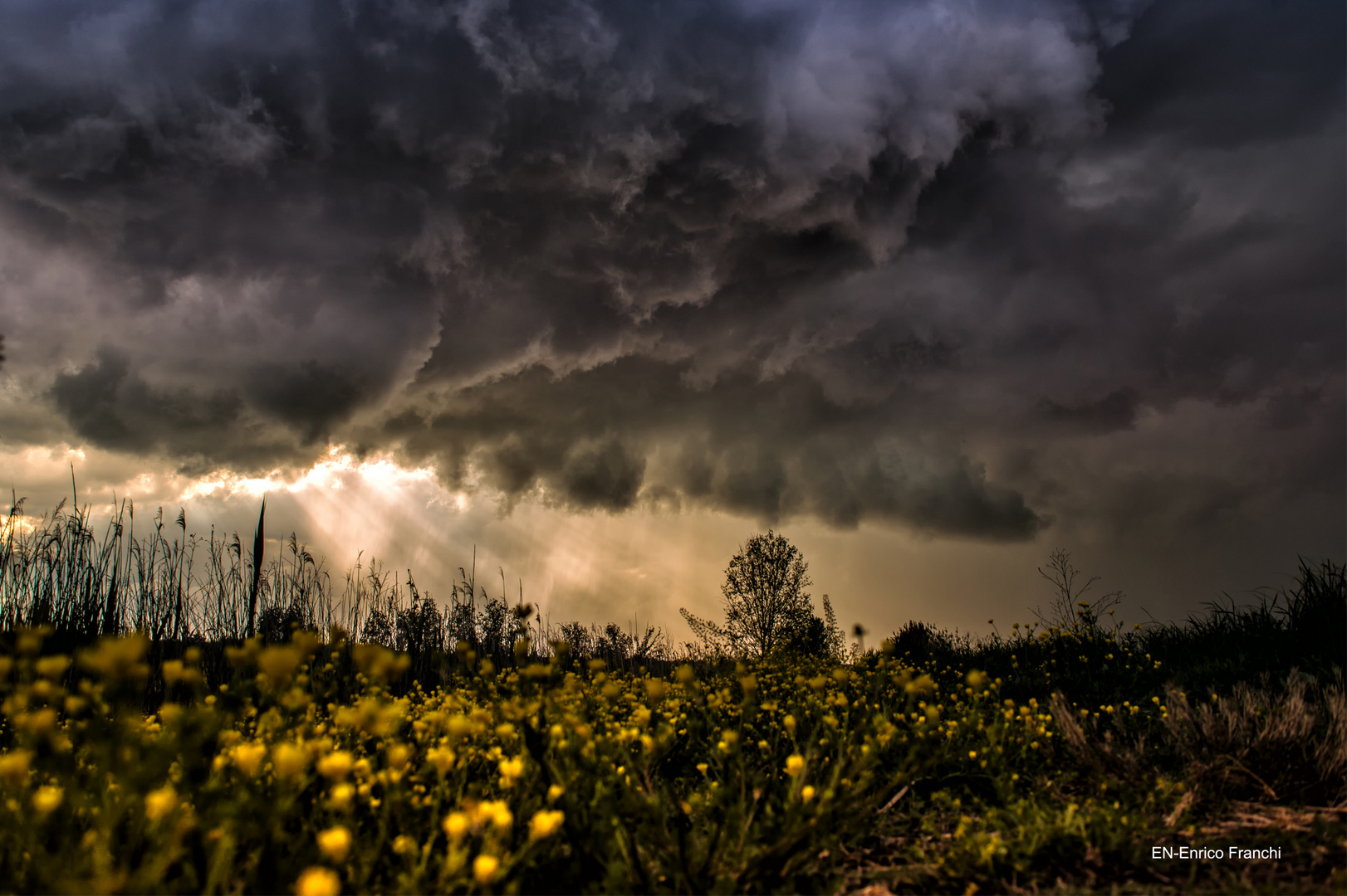 temporale tra i ranuncoli