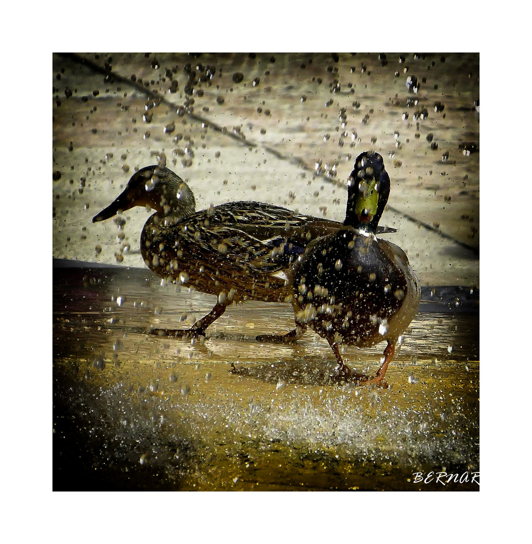 Temps de canard photo et image animaux, animaux sauvages, oiseaux Images