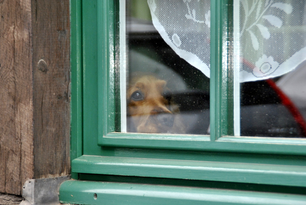 temps de chien