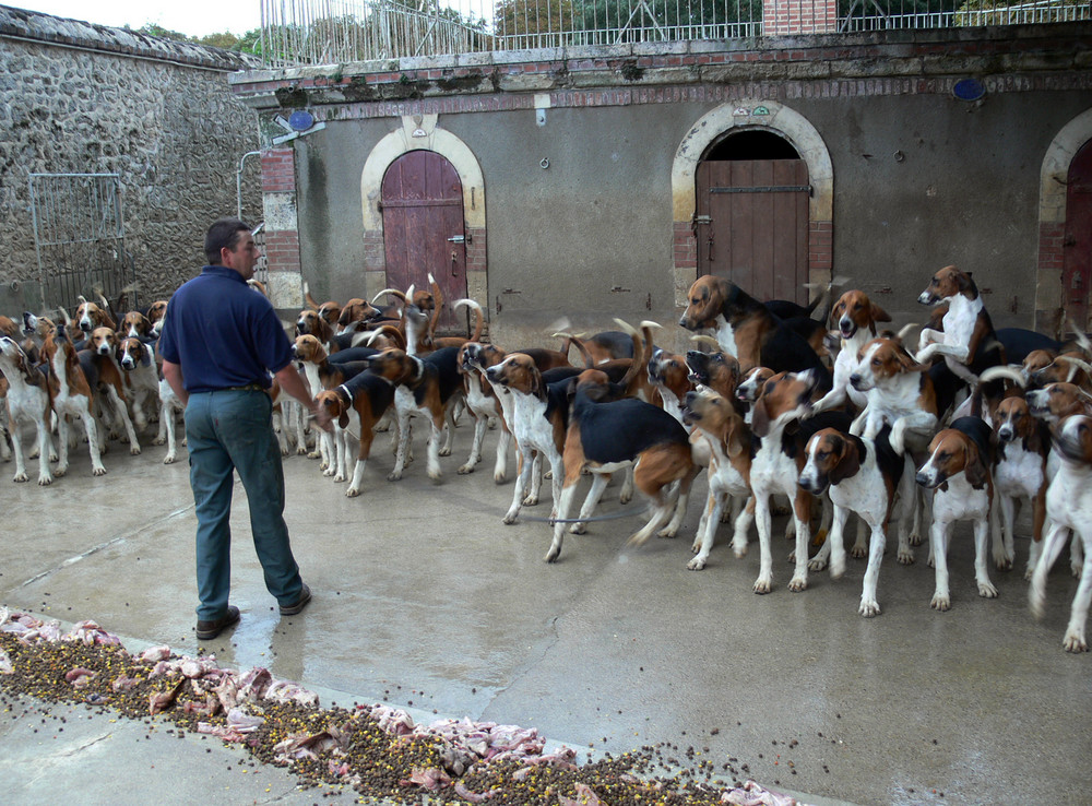 Temps de chiens !!!!