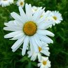 temps de Marguerite, ll