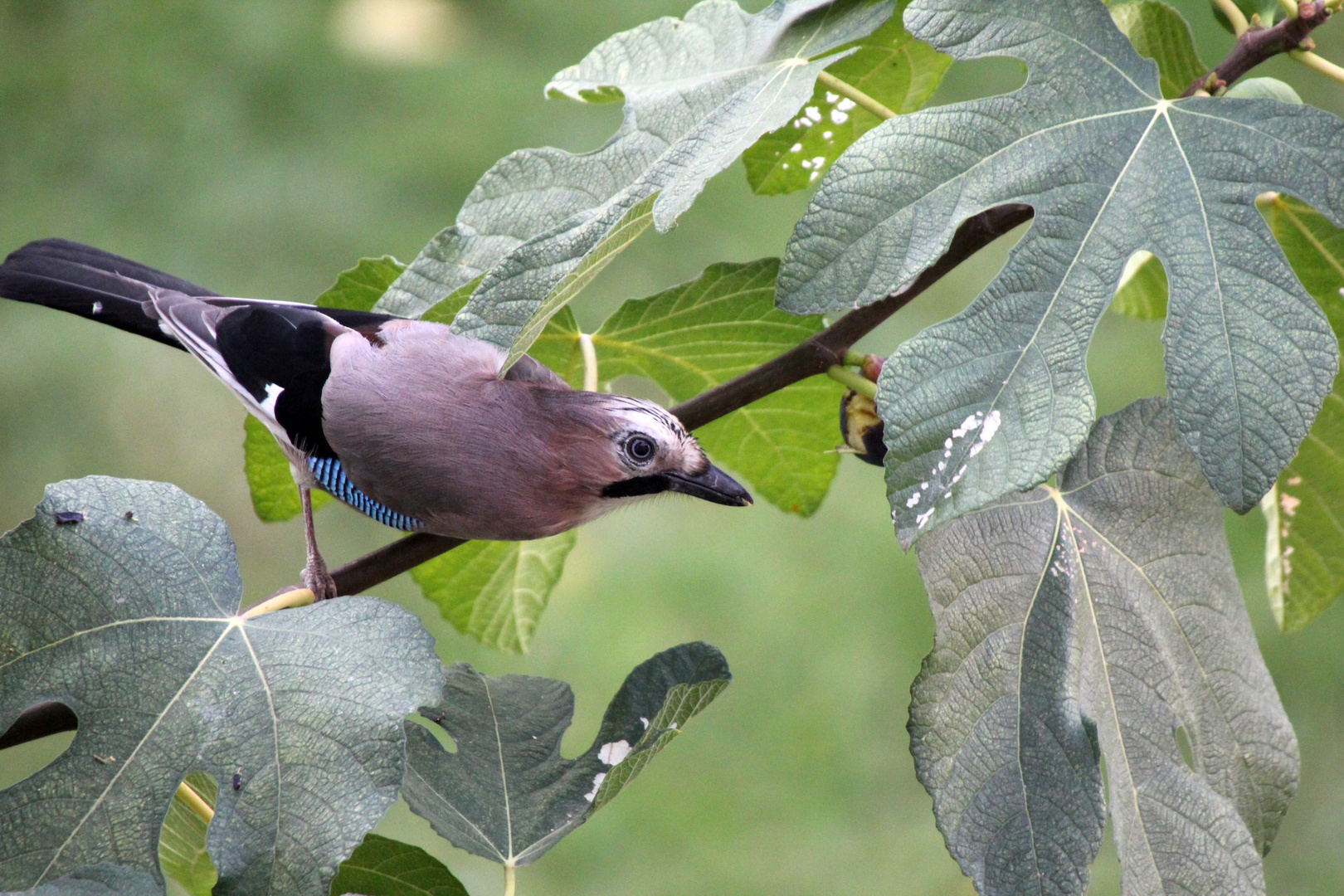 Temptations of a Fig