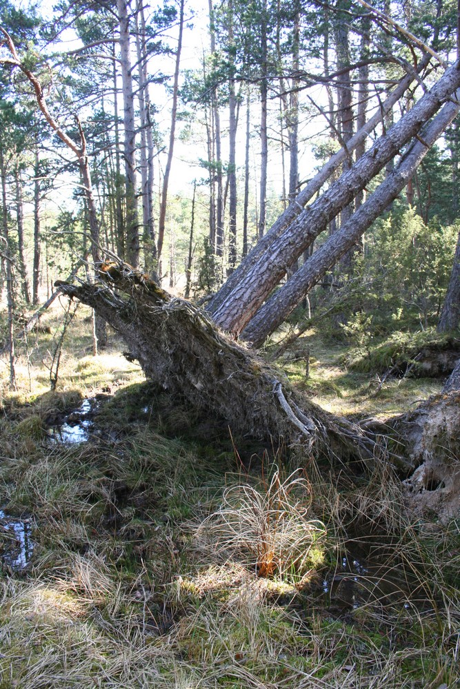 tempête 1999