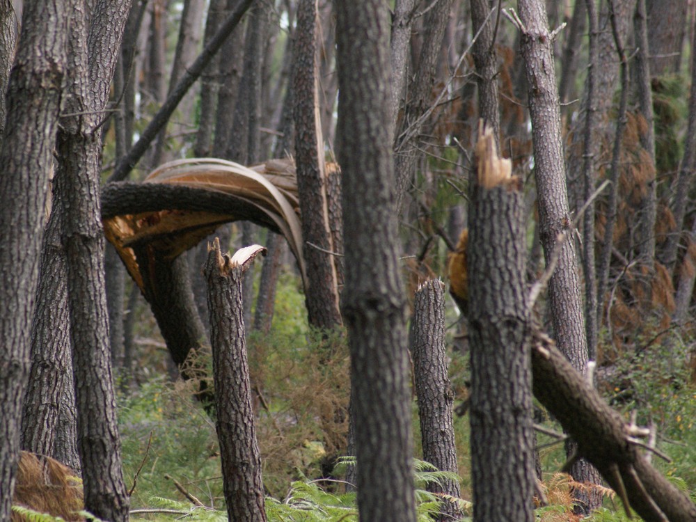 Tempête 2009 - Landes de Samuel Dewinck 