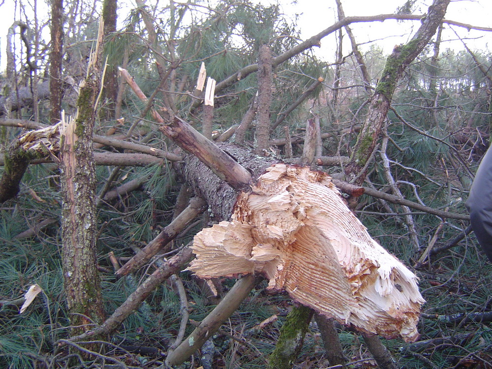 Tempête janvier 09 -Landes de Gascogne-