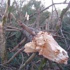 Tempête janvier 09 -Landes de Gascogne-