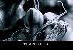 Tempus fugit