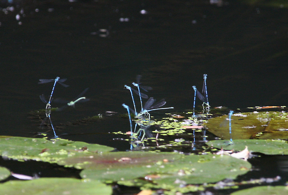 Ten moments in east Hungary: May-fly's pair