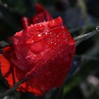 Ten moments in east Hungary: Poppy after rain