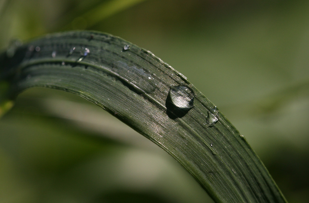 Ten moments in east Hungary: Raindrops