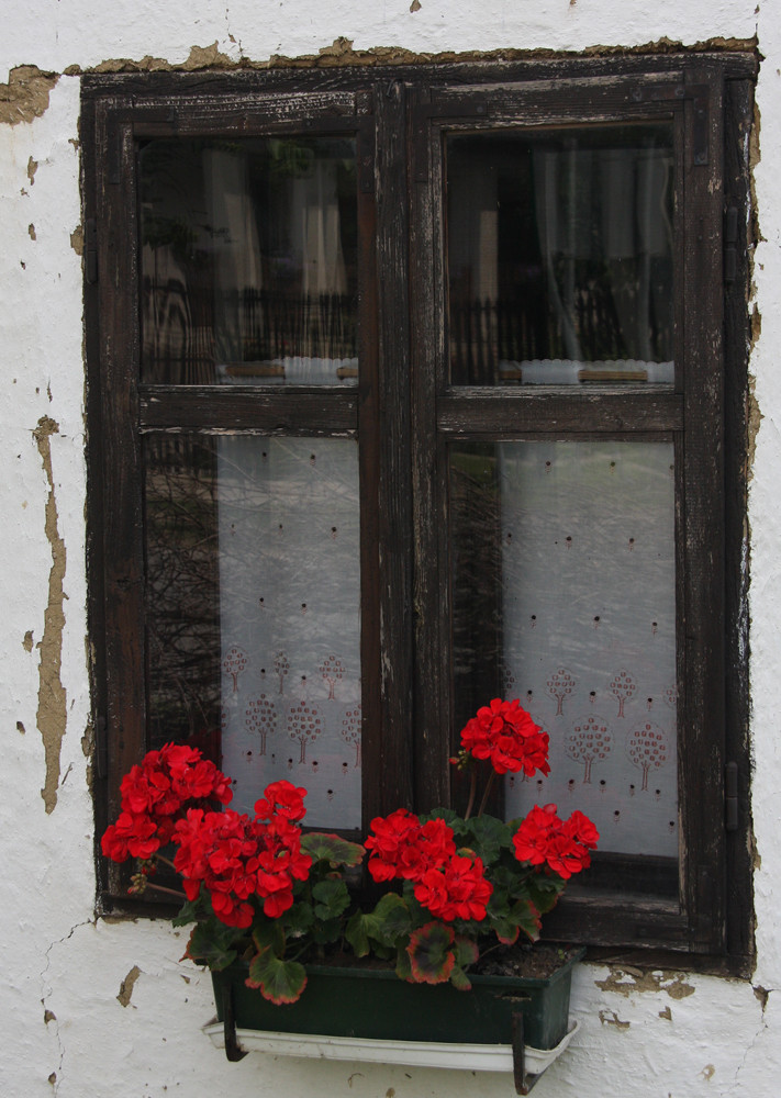 Ten moments in east Hungary: Window with geranium