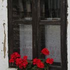 Ten moments in east Hungary: Window with geranium