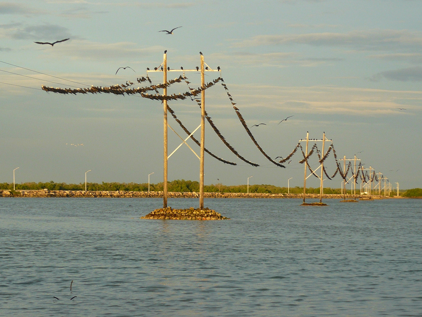 TENDEDERO DE PAJAROS