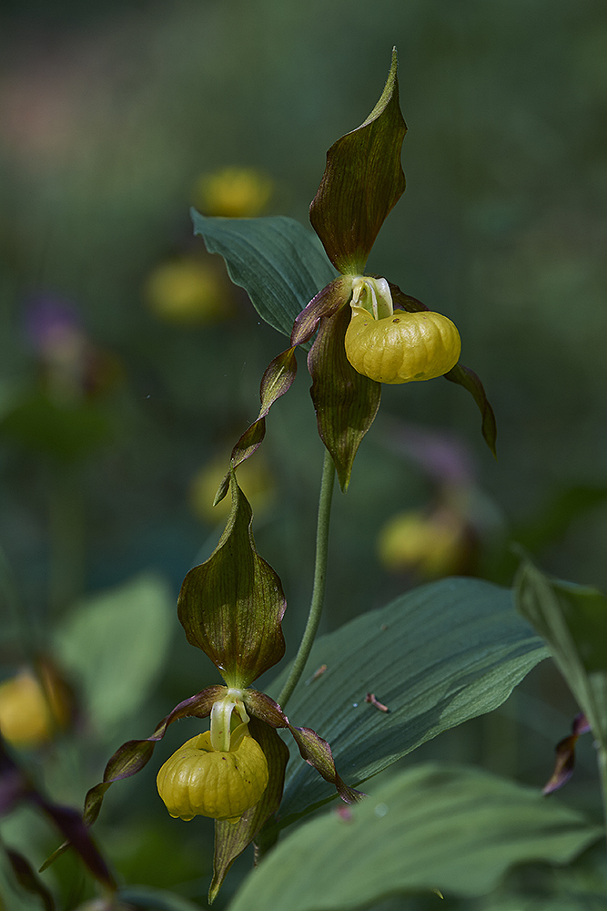 Tendenz zum Goldschuh (Cypripedium calceolus)