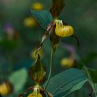 Tendenz zum Goldschuh (Cypripedium calceolus)