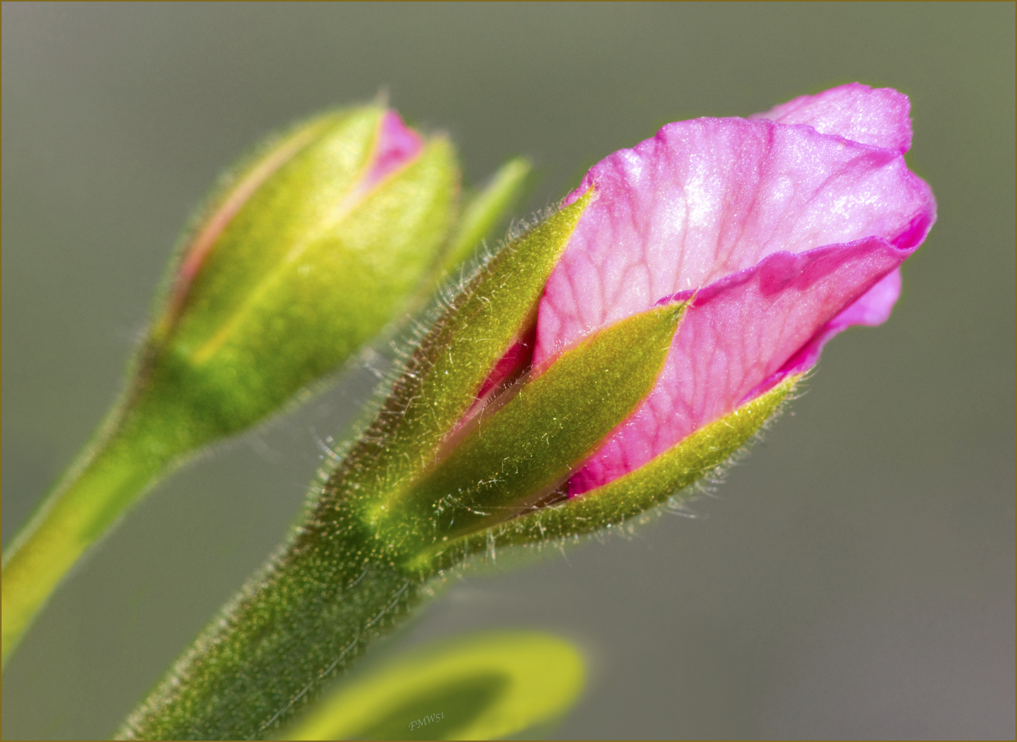 Tender Buds