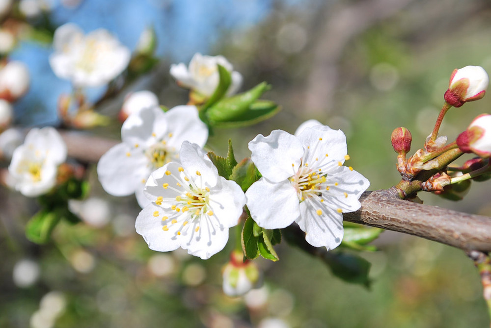 Tender Cherry Flower