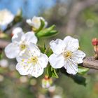 Tender Cherry Flower