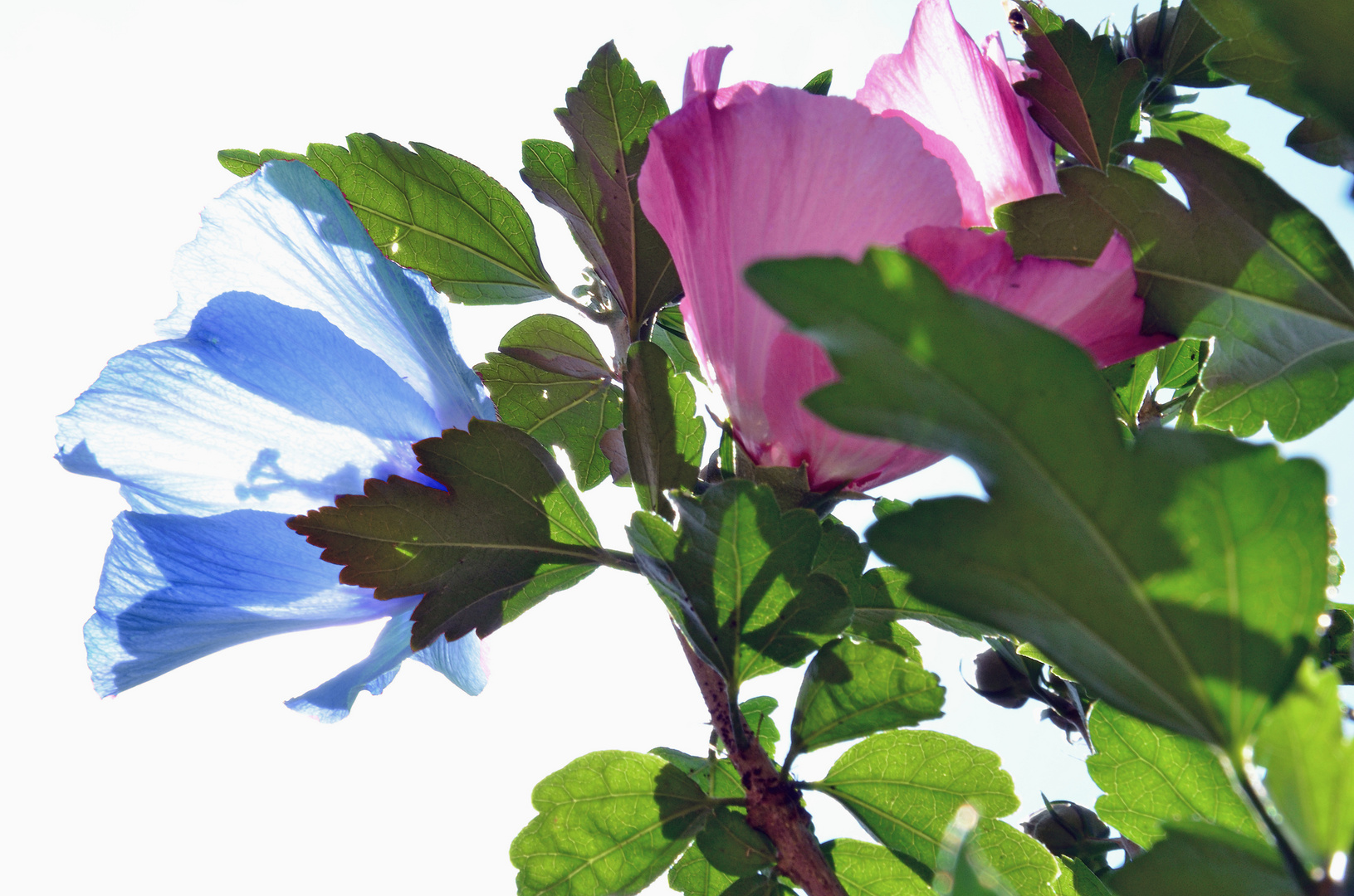 tender flowers in the sun