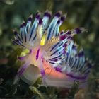 tender nudi