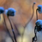 Tender plantlet with a light frost