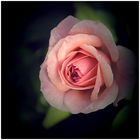 tender rose