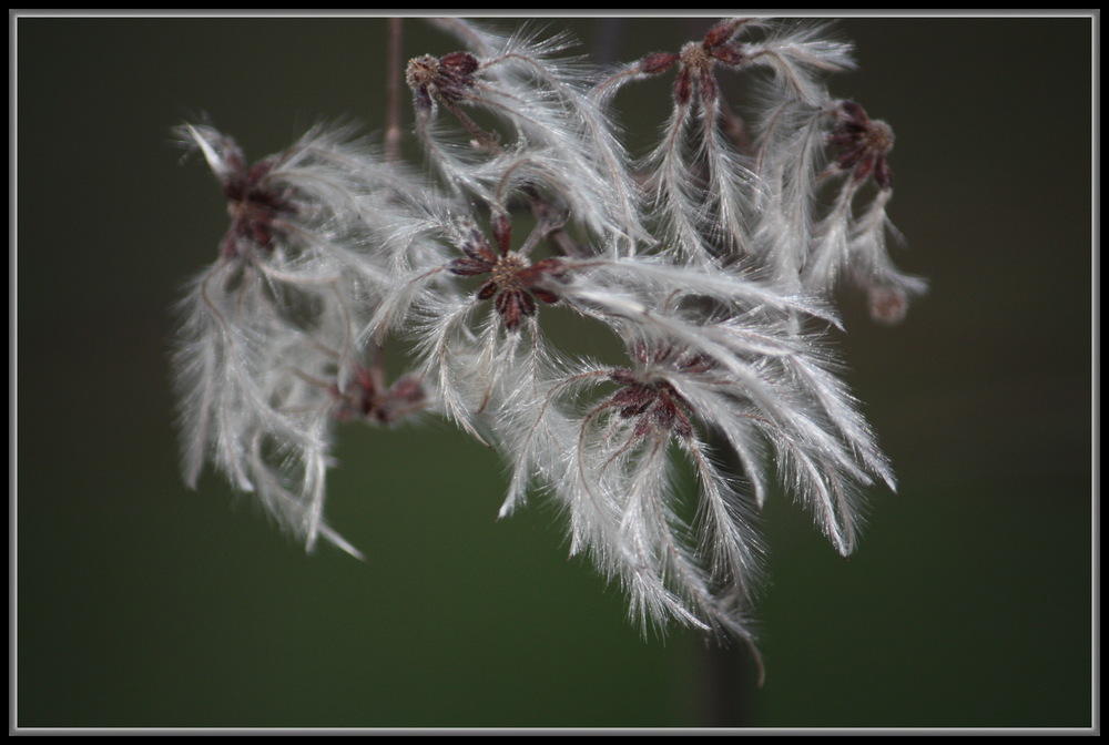 Tenderness von Muschelmädchen 