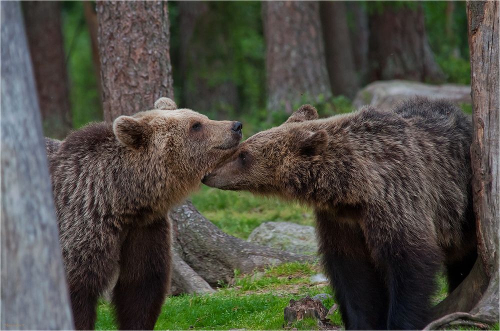 Tenderness