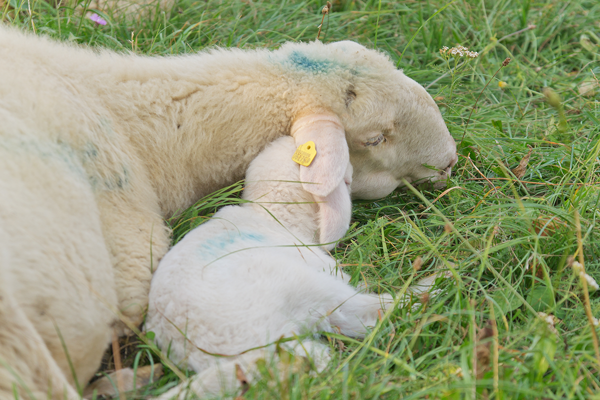 tenderness-la Mamma