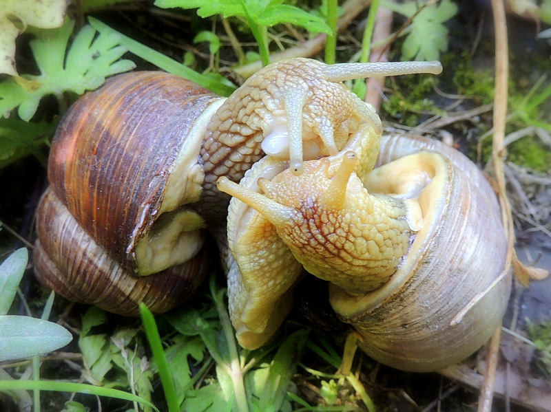 Tendre baiser ...