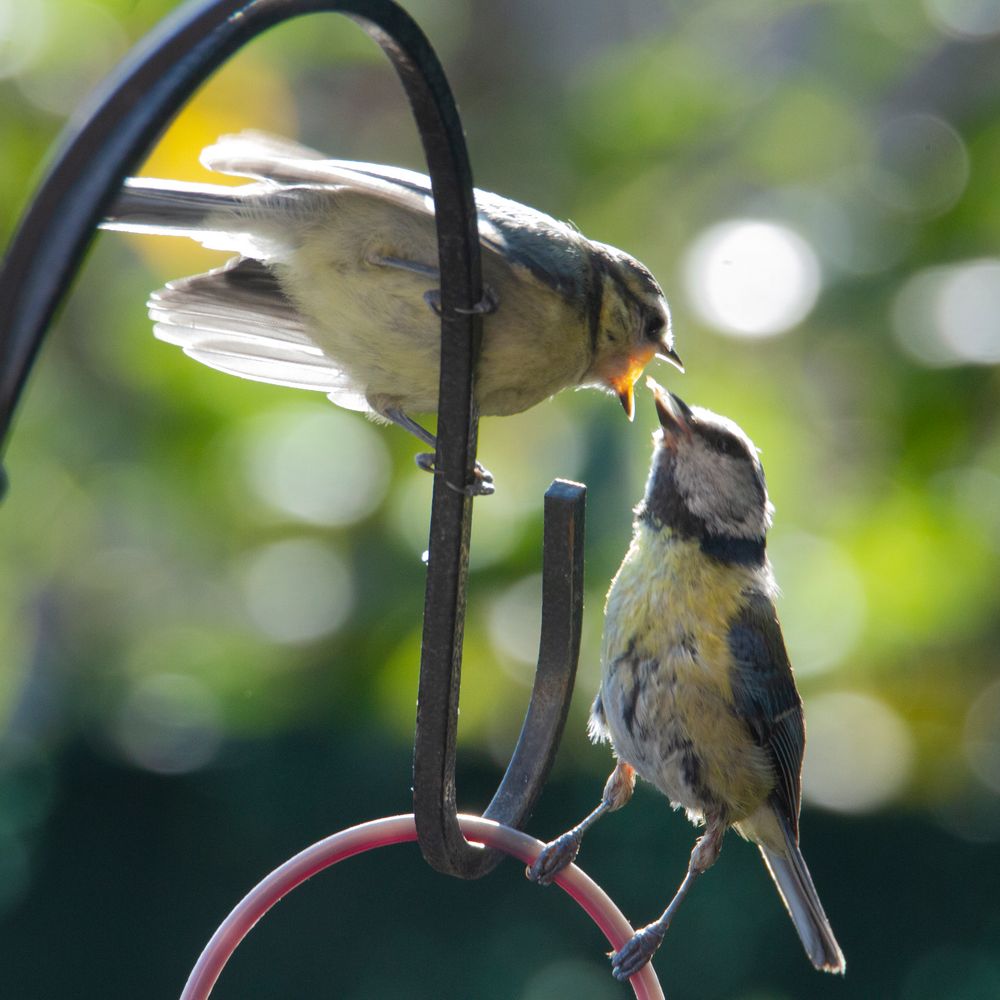 Tendre becquée