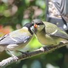 Tendre becquée