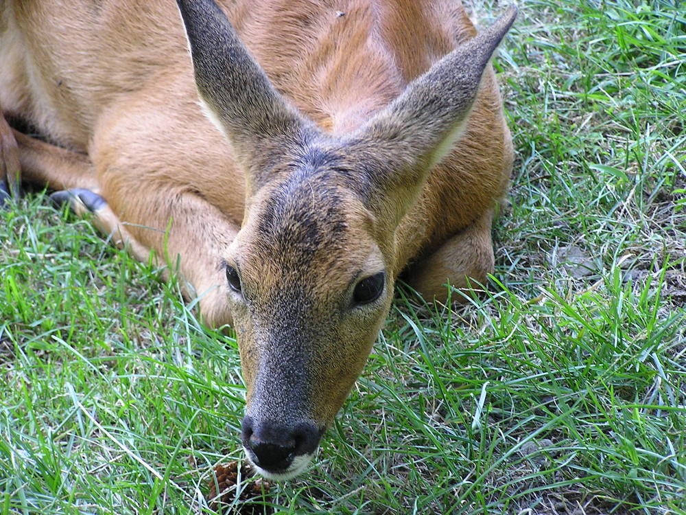 tendre biche