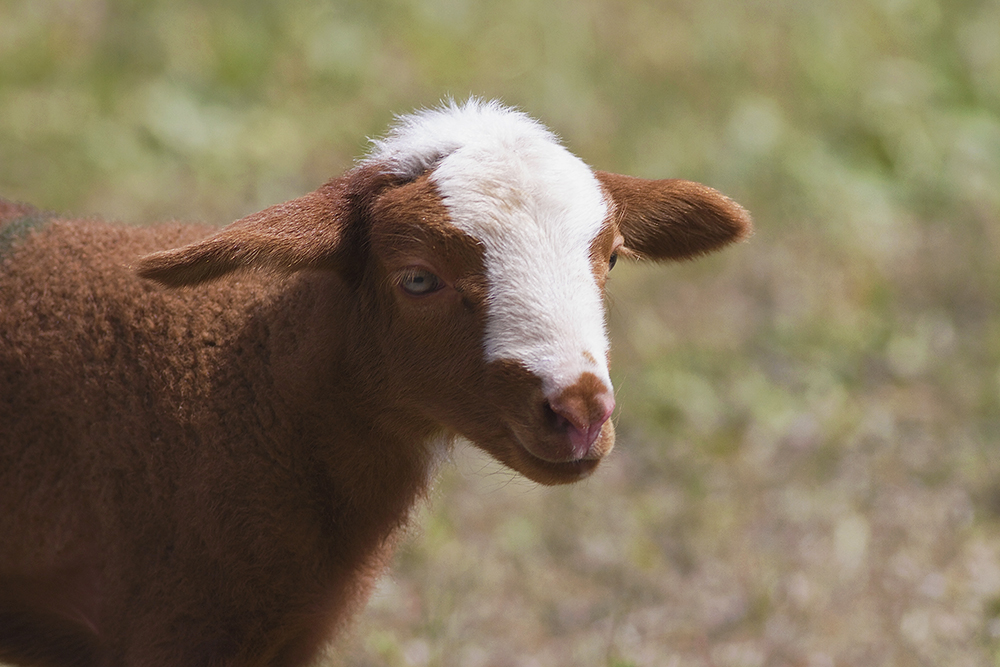 Tendre comme un agneau