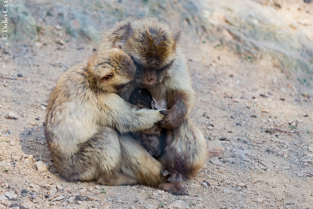 Tendre complicité